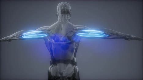 Tríceps---Mapa-De-Anatomía-Muscular-Visible